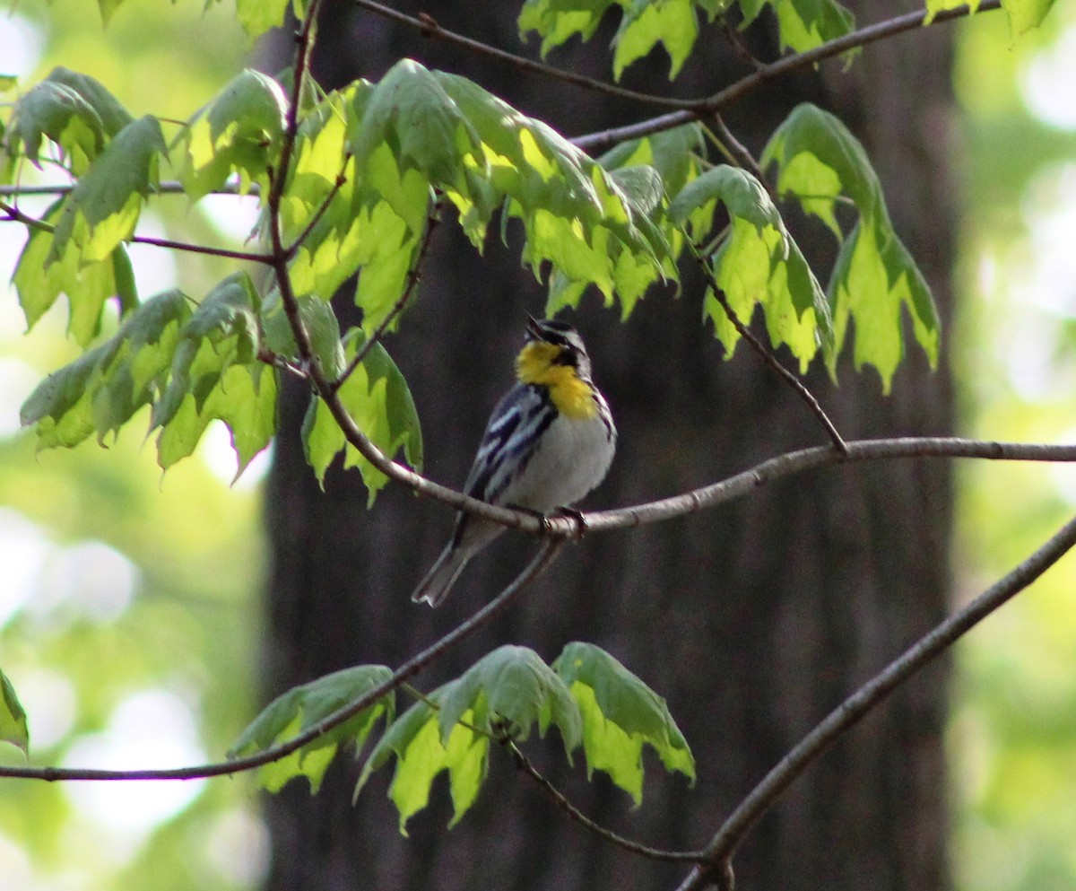 Yellow-throated Warbler - Steve Mulhall