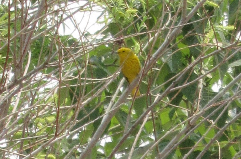Yellow Warbler (Northern) - ML576179681