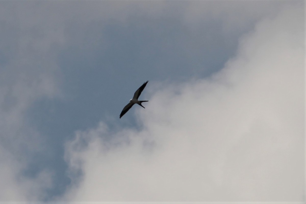 Swallow-tailed Kite - ML576181181