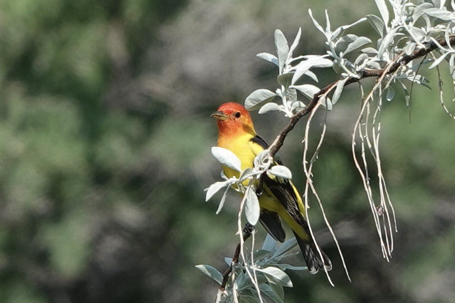 Western Tanager - ML576181521