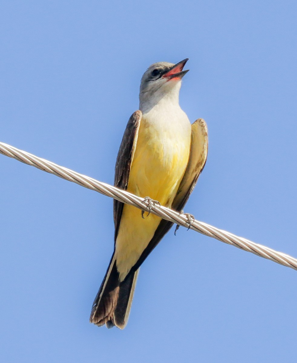 eBird Checklist 20 May 2023 3405 Oster Drive, Yakima, Washington