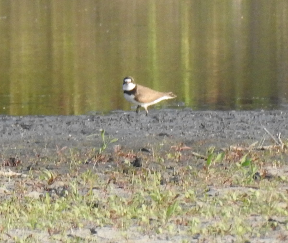 eBird Checklist 22 May 2023 Wood Dale Reservoir 32 species (+1