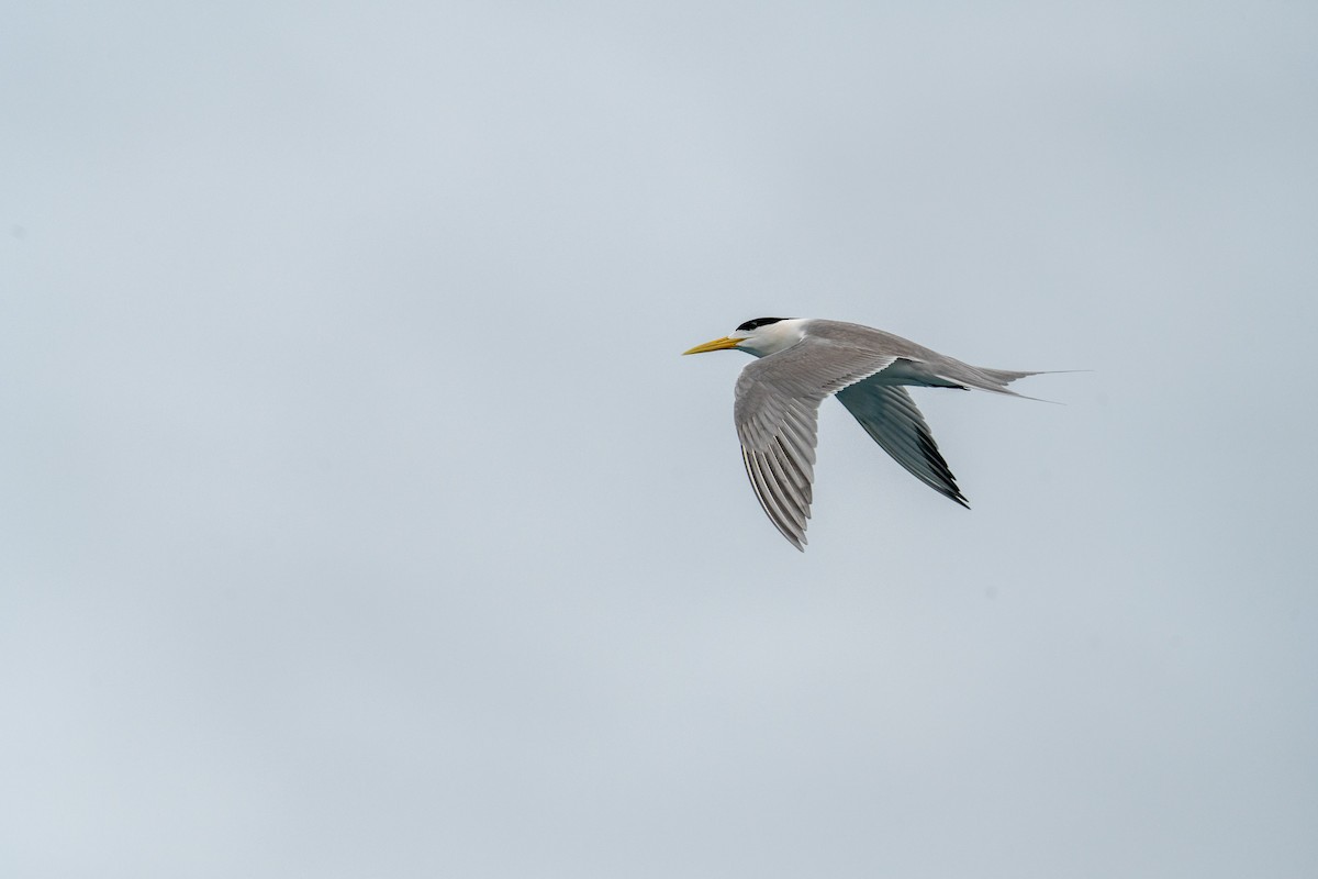 Great Crested Tern - ML576194551