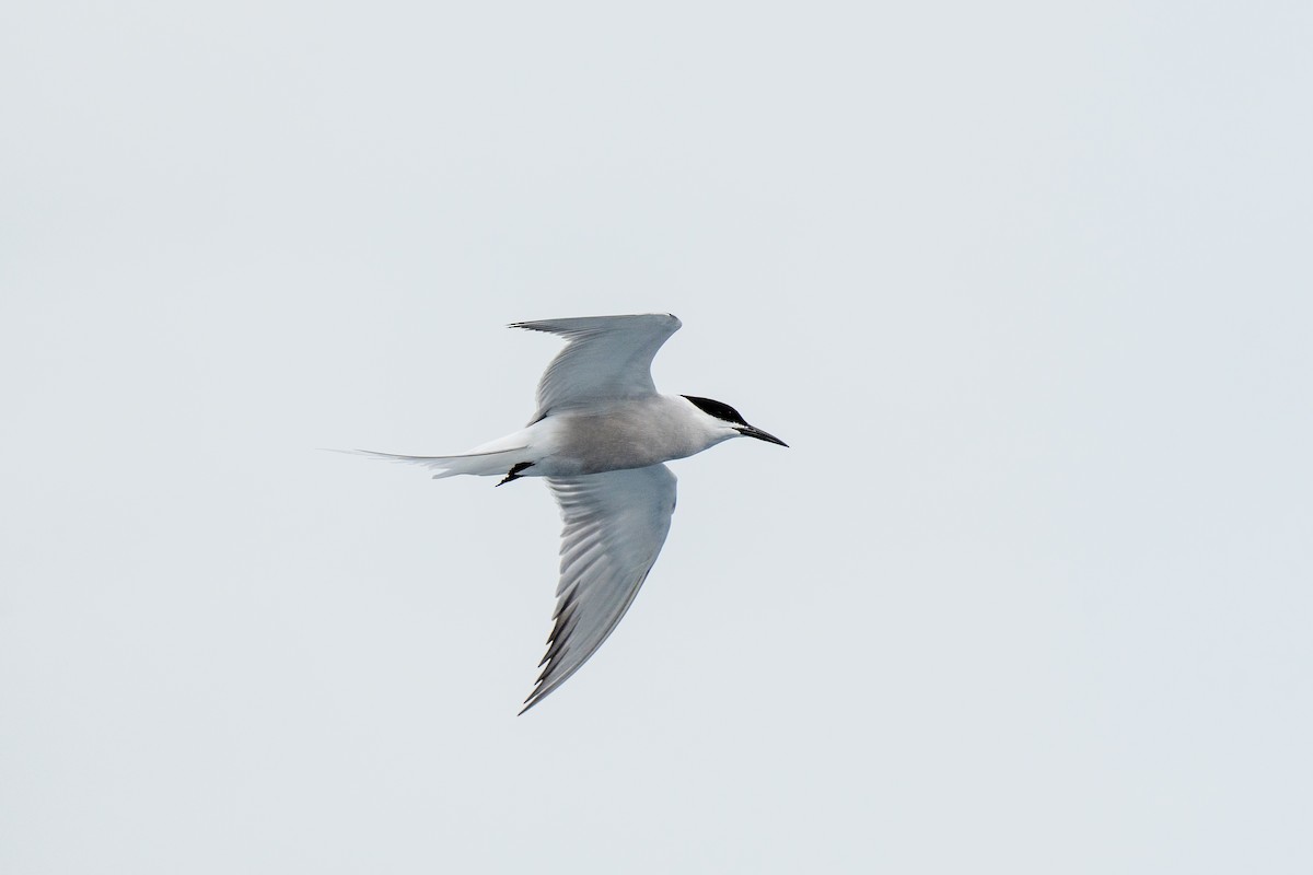 Common Tern - ML576194621