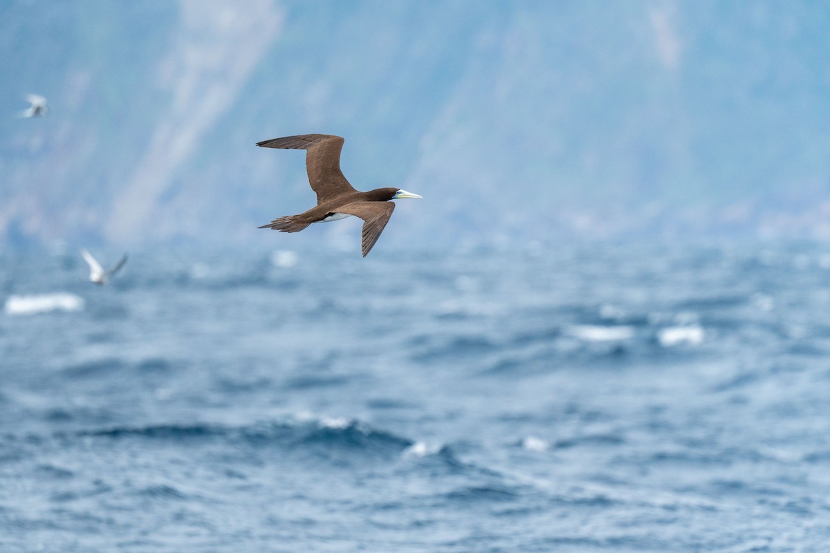 Brown Booby - ML576195011