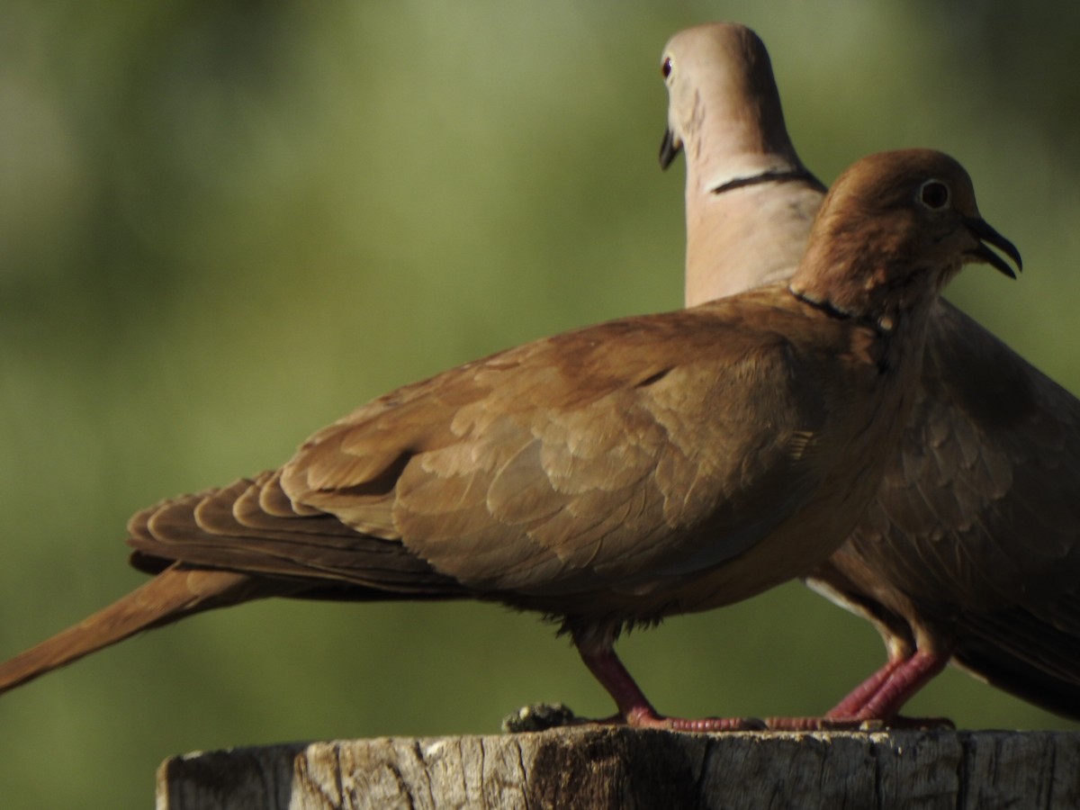 Eurasian Collared-Dove x Mourning Dove (hybrid) - ML576200811