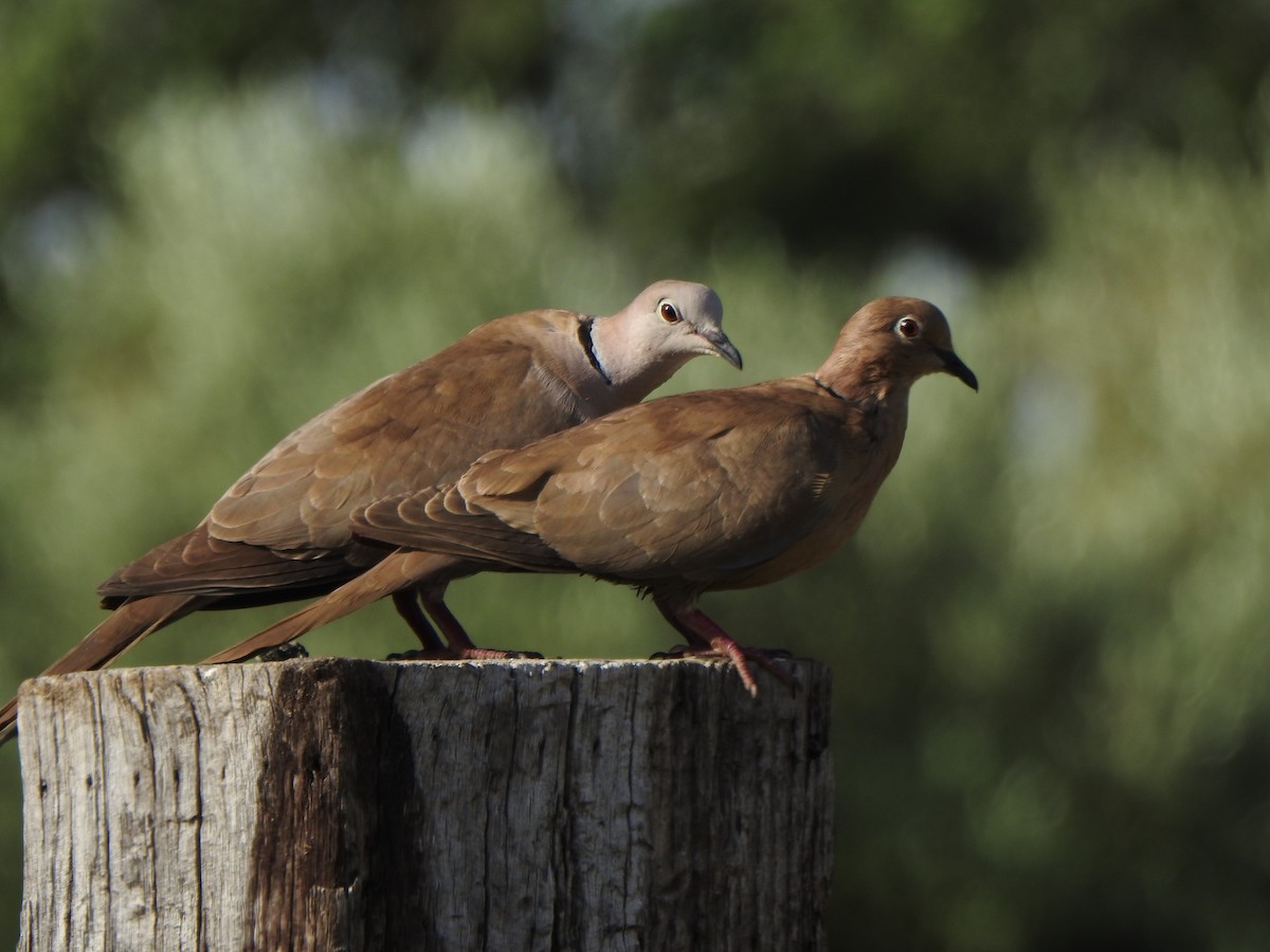 Eurasian Collared-Dove x Mourning Dove (hybrid) - ML576201901