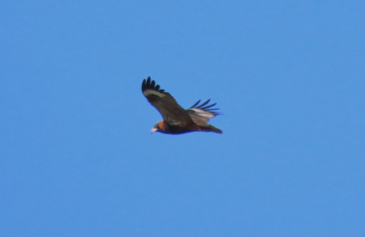 Black-breasted Kite - ML576202751