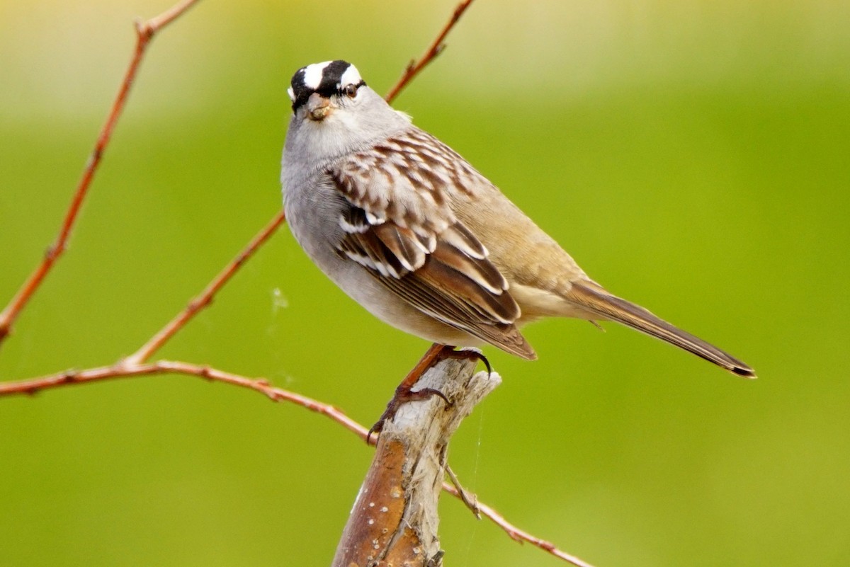 White-crowned Sparrow - ML57620651