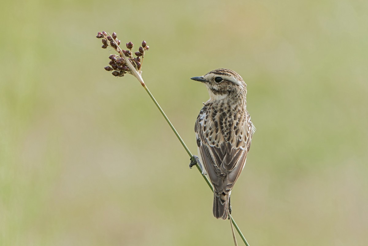 Whinchat - ML576207671