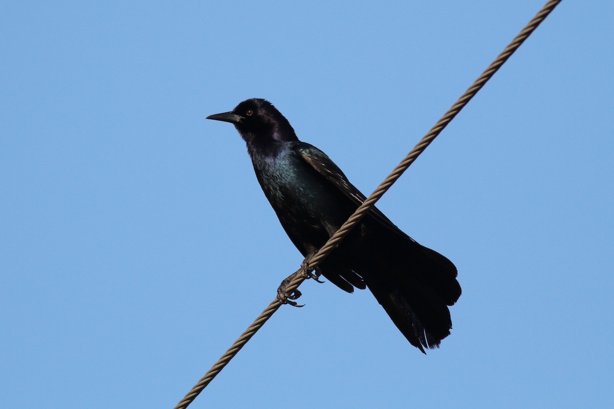 Boat-tailed Grackle - ML576210421