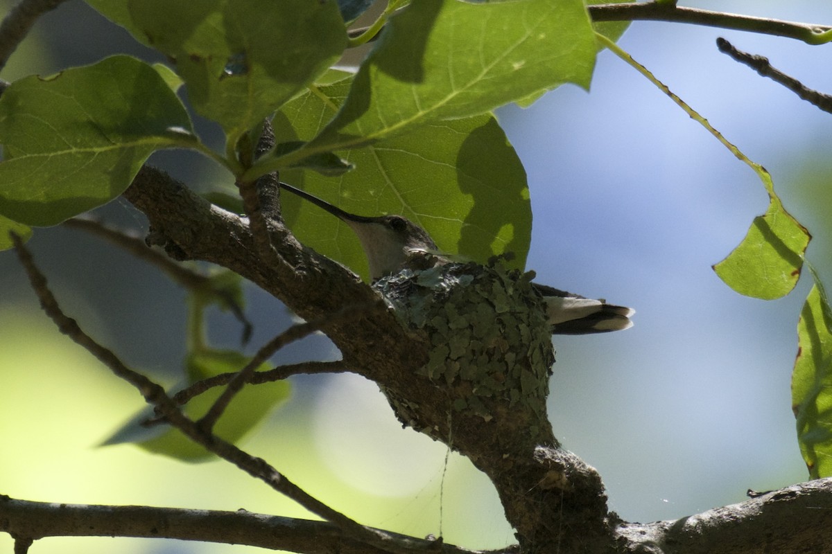 Ruby-throated Hummingbird - Ben Davis
