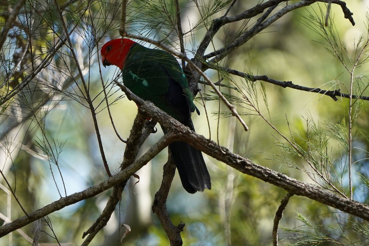 Australian King-Parrot - ML576212241