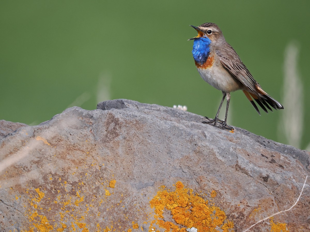 Bluethroat (Caucasian) - James Eaton