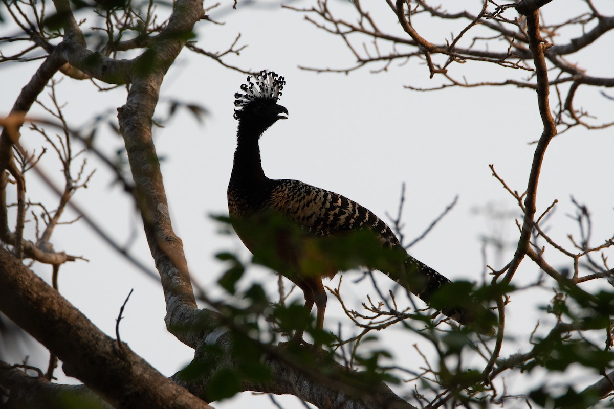 Bare-faced Curassow - ML576212731