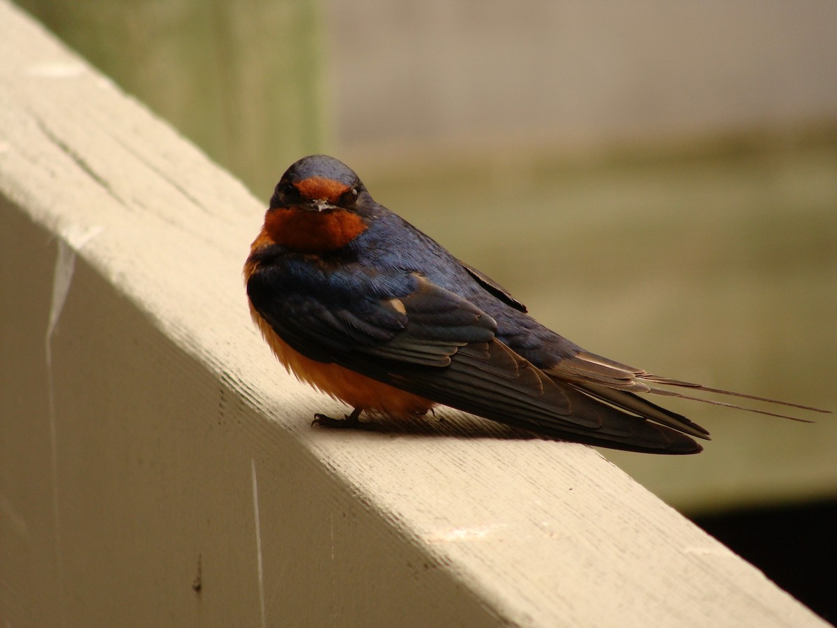 Barn Swallow (American) - ML576219731