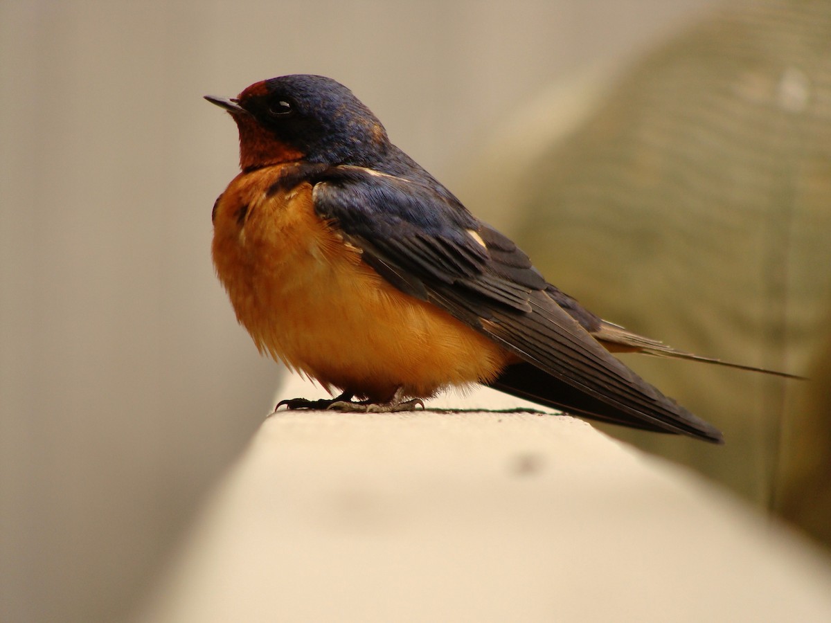 Barn Swallow (American) - ML576219751