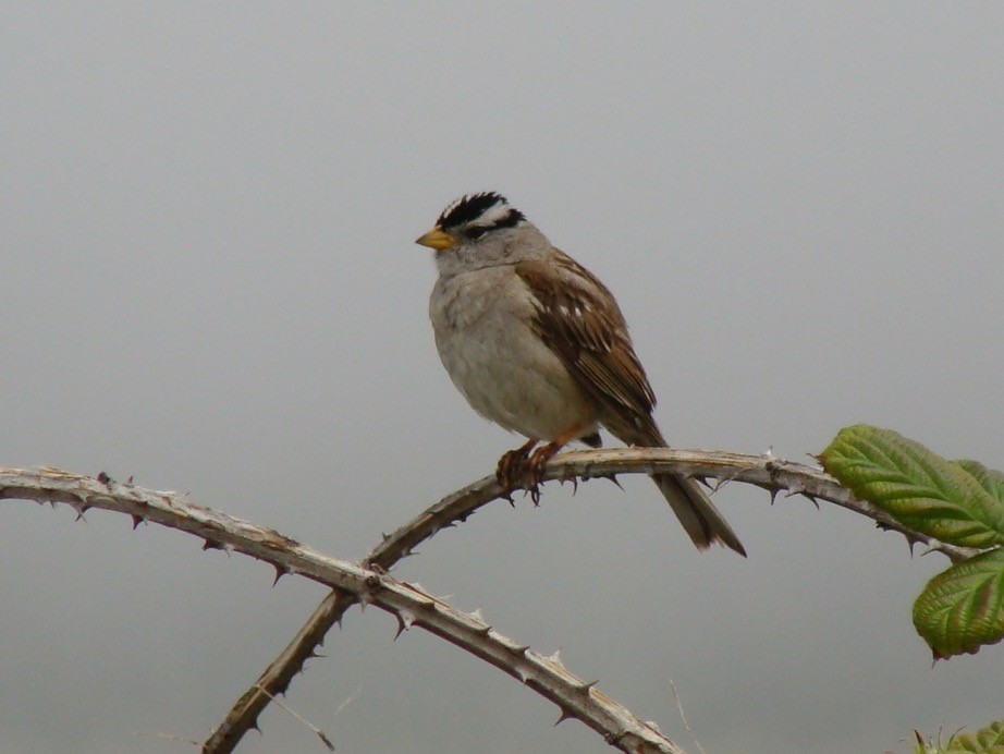 White-crowned Sparrow - ML576219791