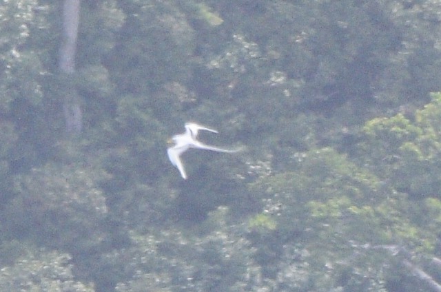 White-tailed Tropicbird - ML576224971