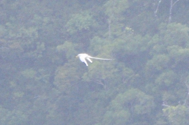 White-tailed Tropicbird - ML576224981