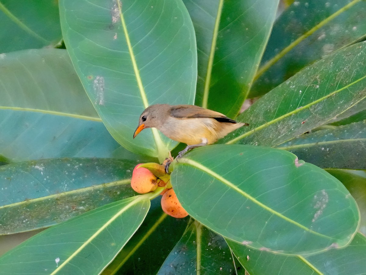 Andaman Flowerpecker - ML576226411