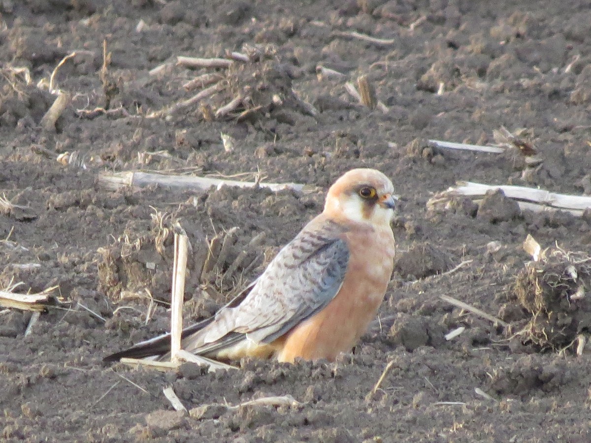 Red-footed Falcon - ML576227621