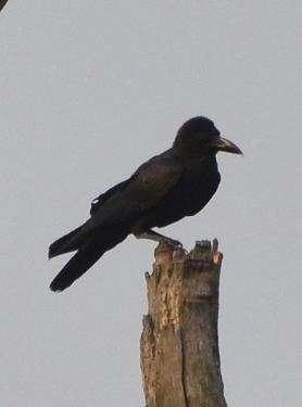 Large-billed Crow - ML576228601