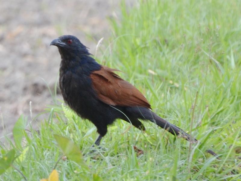 Greater Coucal - ML576228711