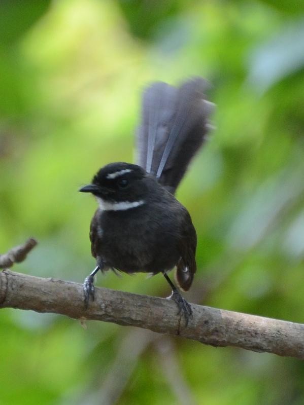 White-throated Fantail - ML576229311