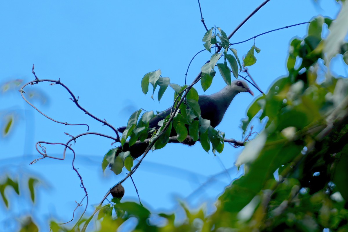Andaman Wood-Pigeon - ML576230511