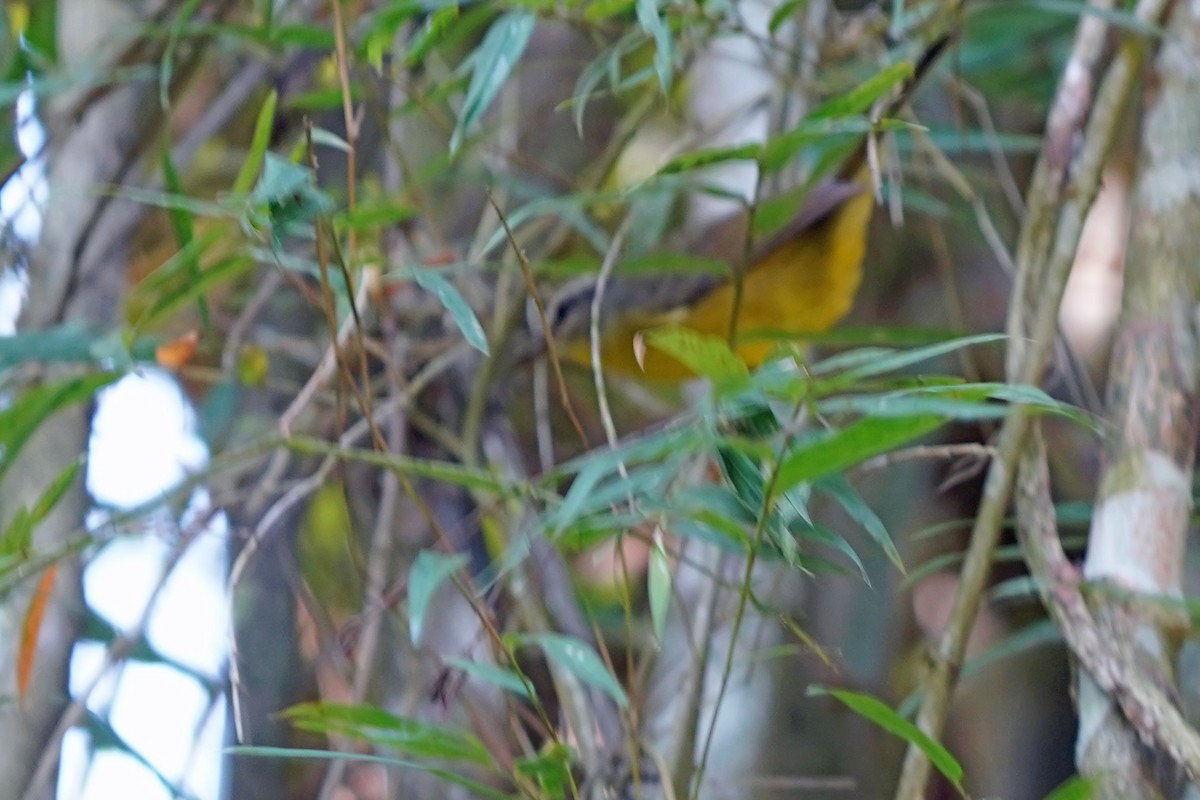 Golden-crowned Warbler - ML576231411