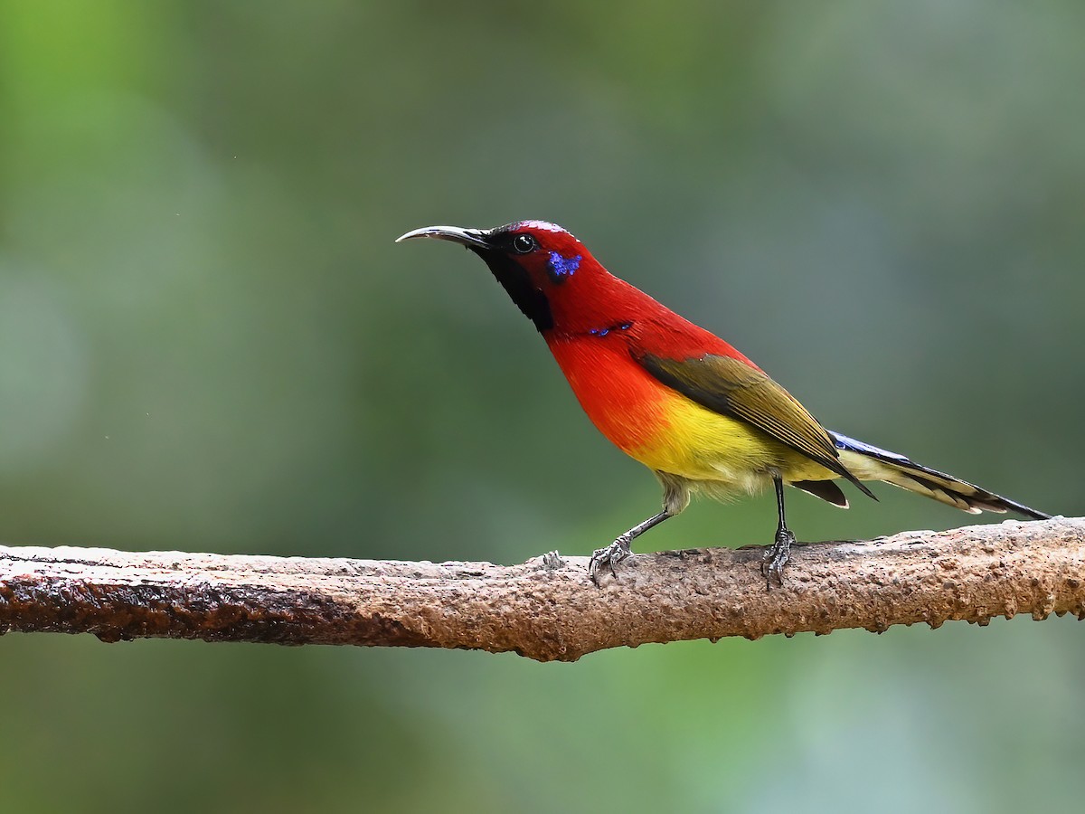 Mrs. Gould's Sunbird (Scarlet-breasted) - ML576233091
