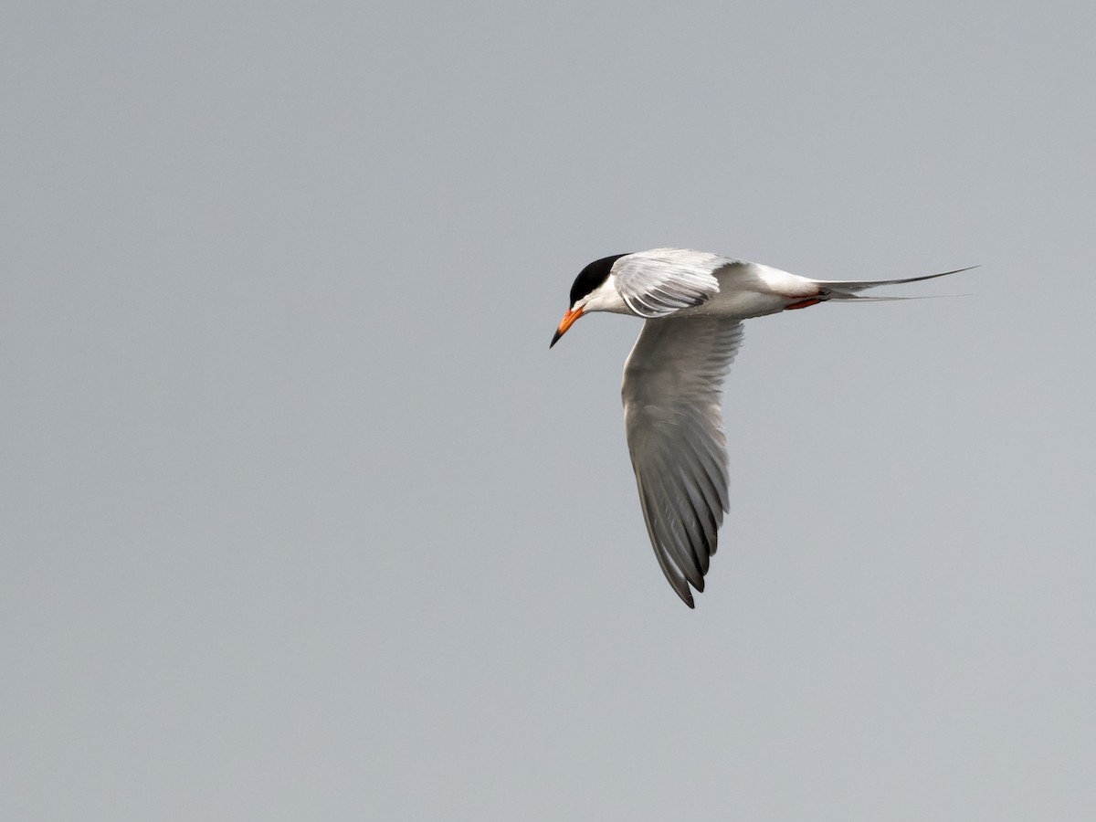Common Tern - ML576236721