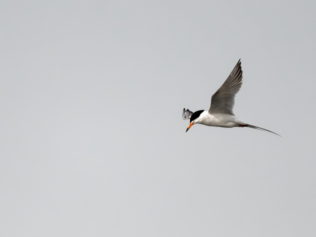 Common Tern - ML576236731