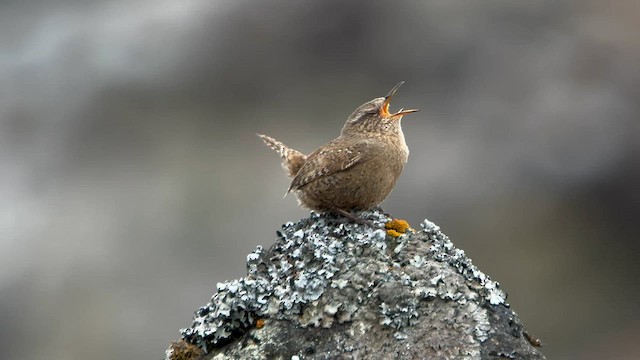 Pacific Wren (alascensis Group) - ML576243981