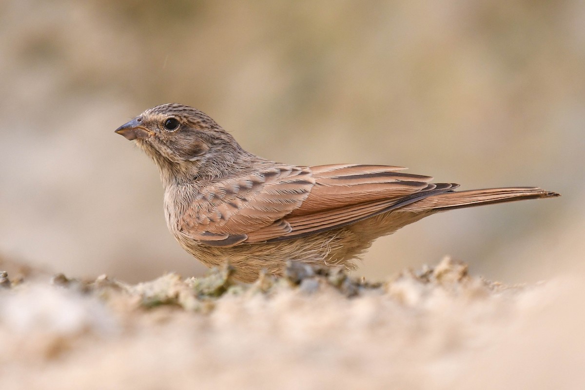 Striolated Bunting - ML576246171