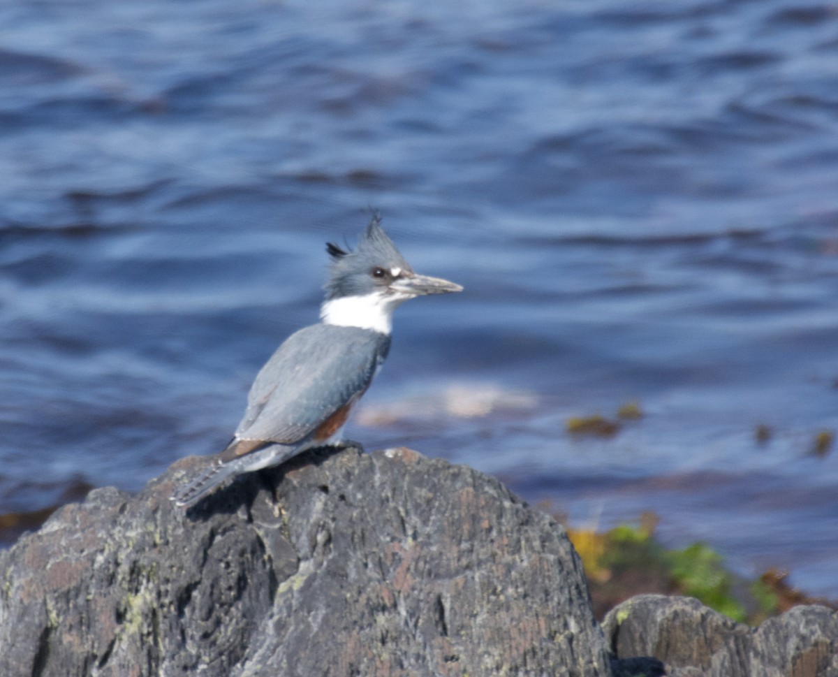 Belted Kingfisher - ML576248201