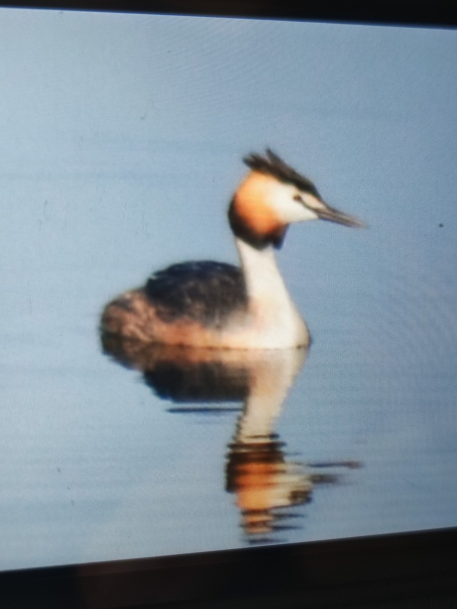 Great Crested Grebe - ML576248311