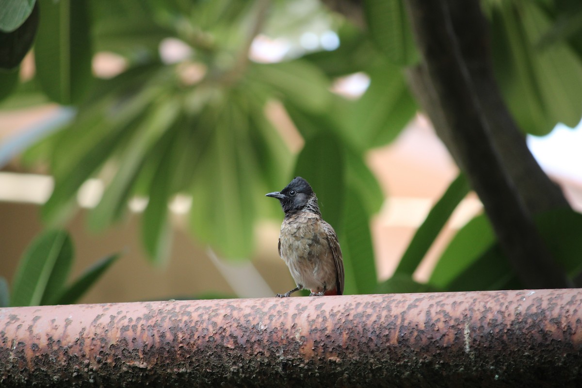 Red-vented Bulbul - ML576249301