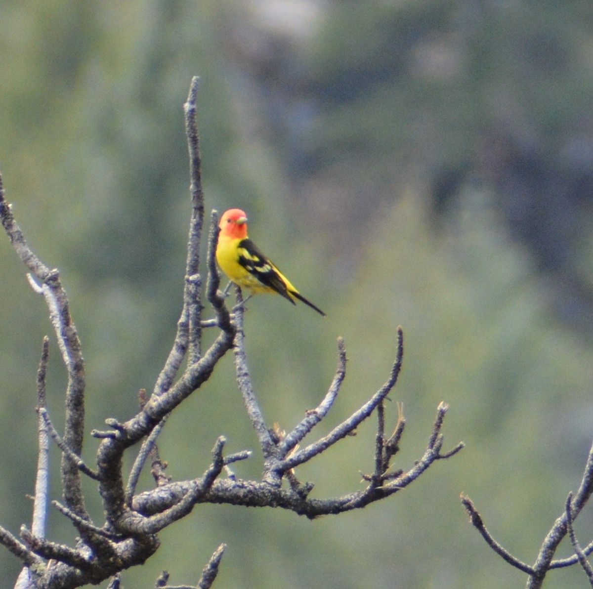 Western Tanager - ML576251971