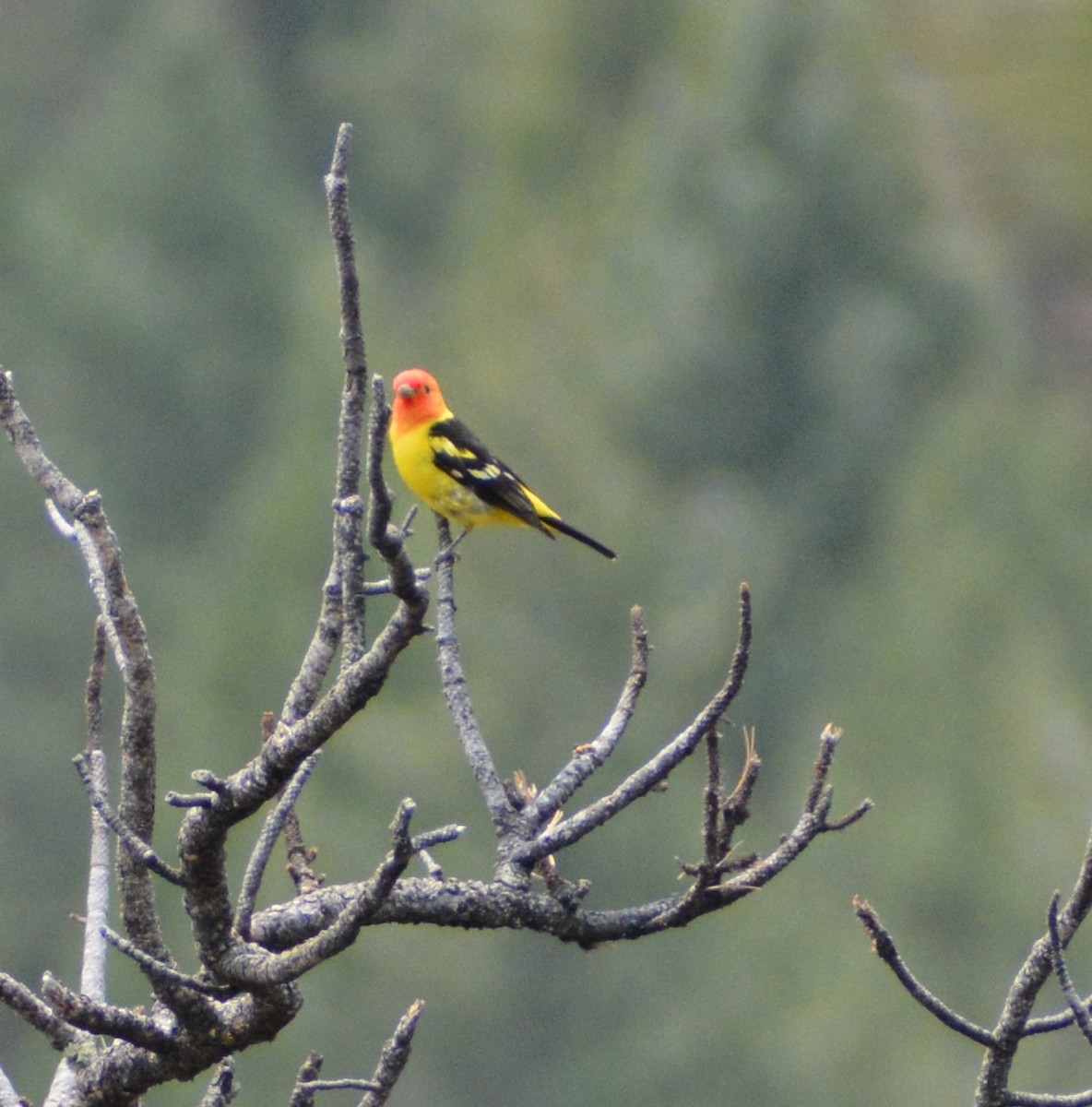 Western Tanager - ML576251981