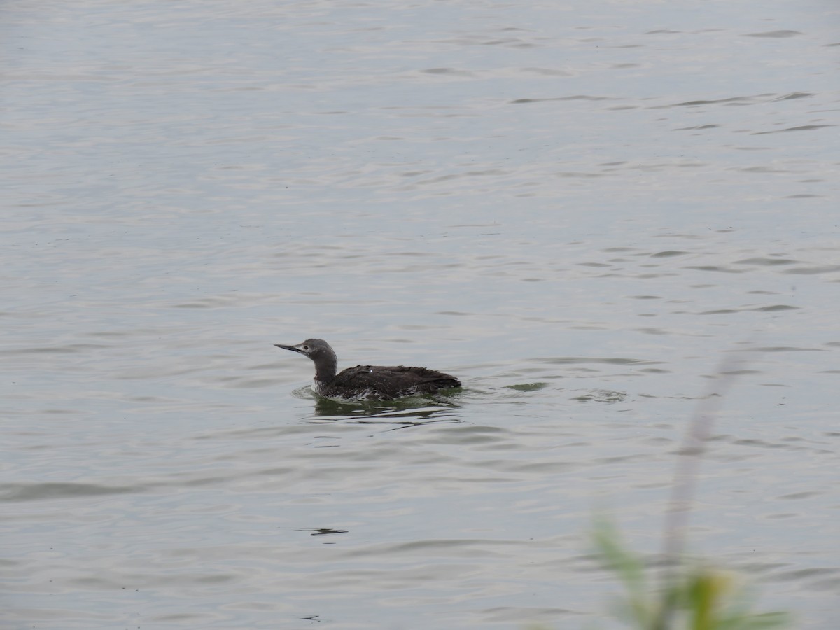 Red-throated Loon - ML576252391