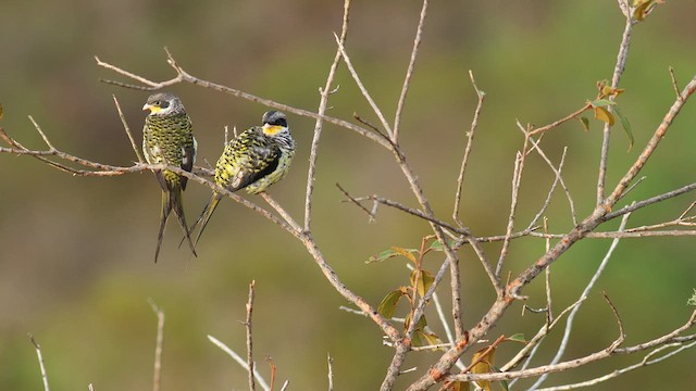 Swallow-tailed Cotinga (Palkachupa) - ML576252771