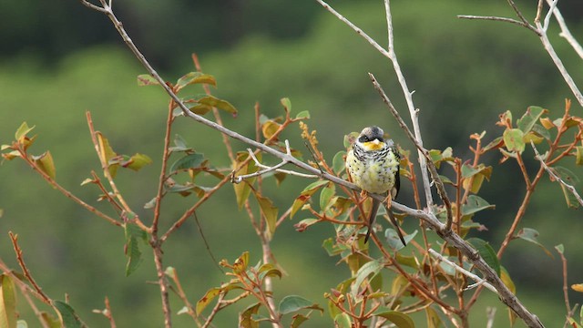 Swallow-tailed Cotinga (Palkachupa) - ML576252791