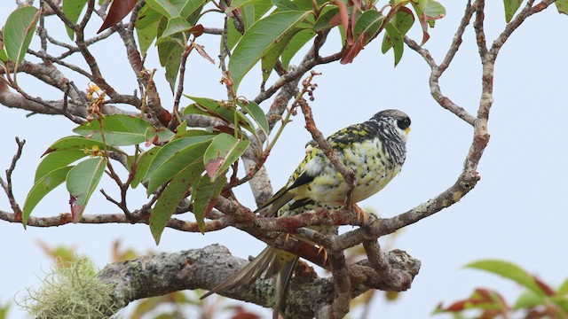 Swallow-tailed Cotinga (Palkachupa) - ML576252901
