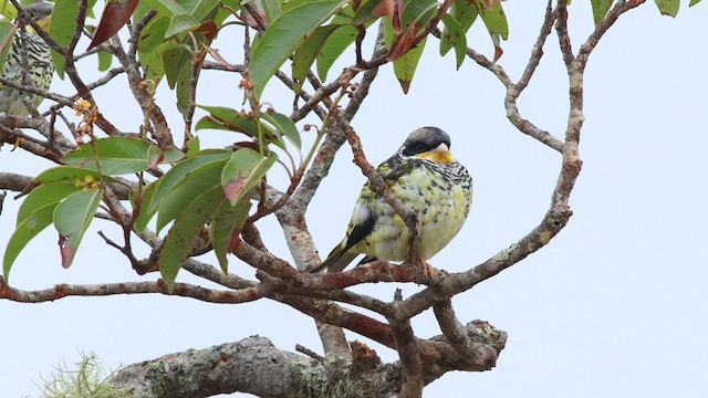 Swallow-tailed Cotinga (Palkachupa) - ML576252911