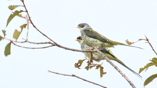 Swallow-tailed Cotinga (Palkachupa) - ML576252931