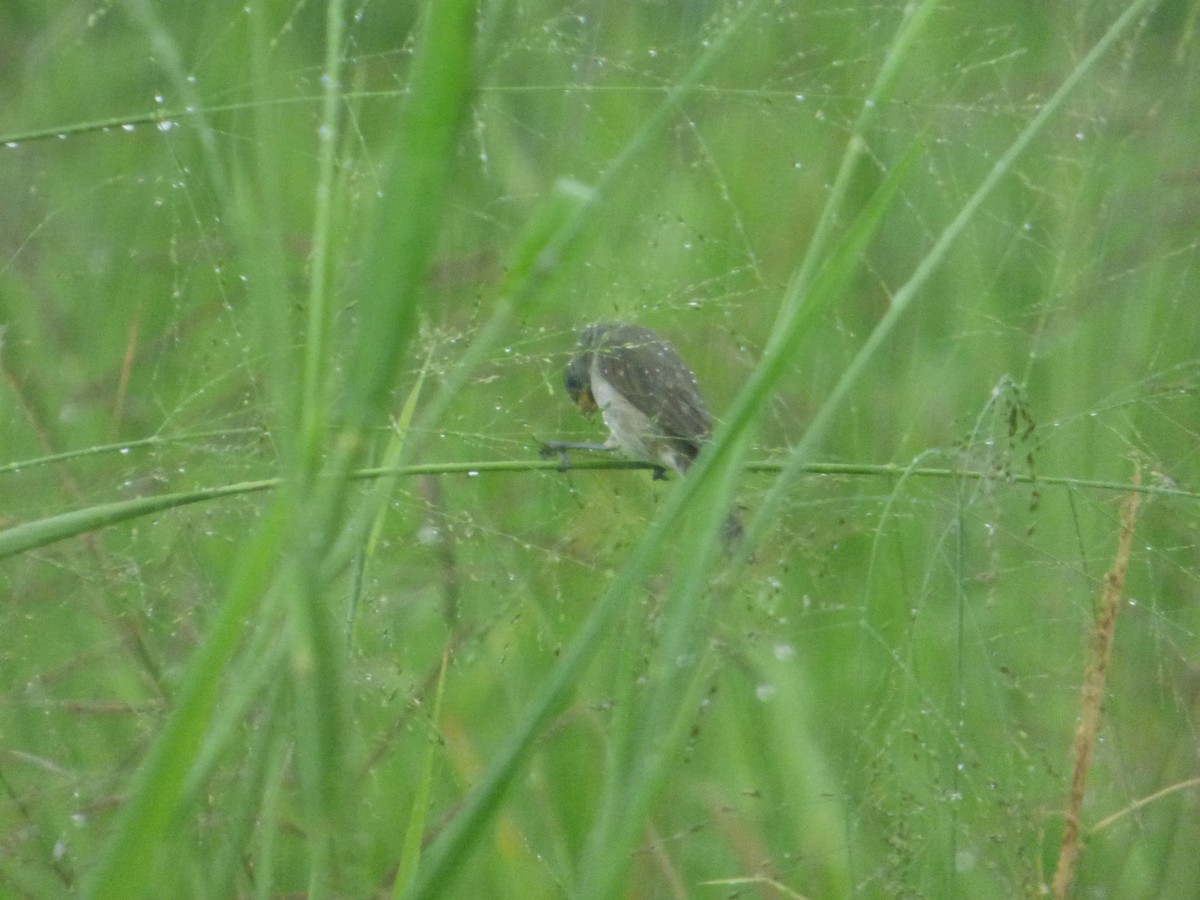 Gray Seedeater - ML576258091