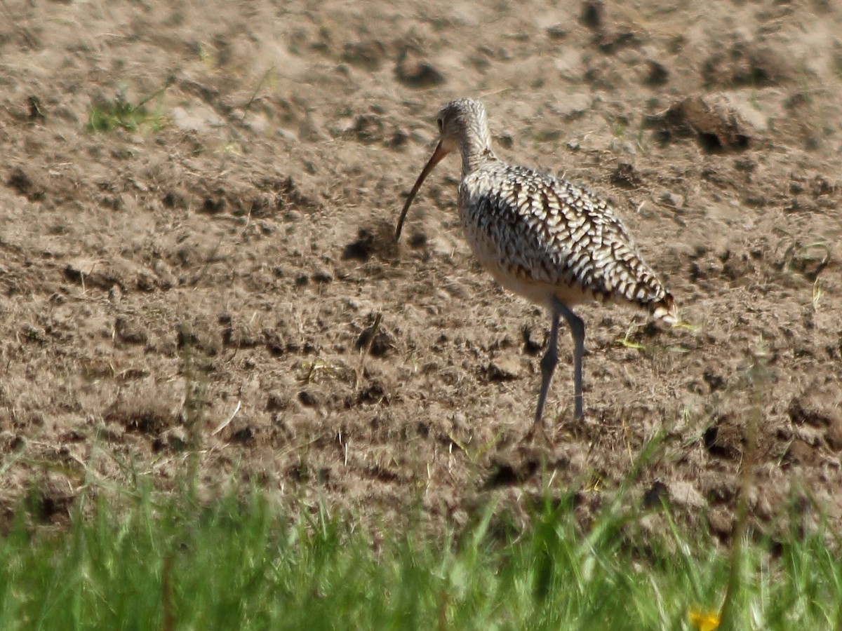 Long-billed Curlew - ML57625951