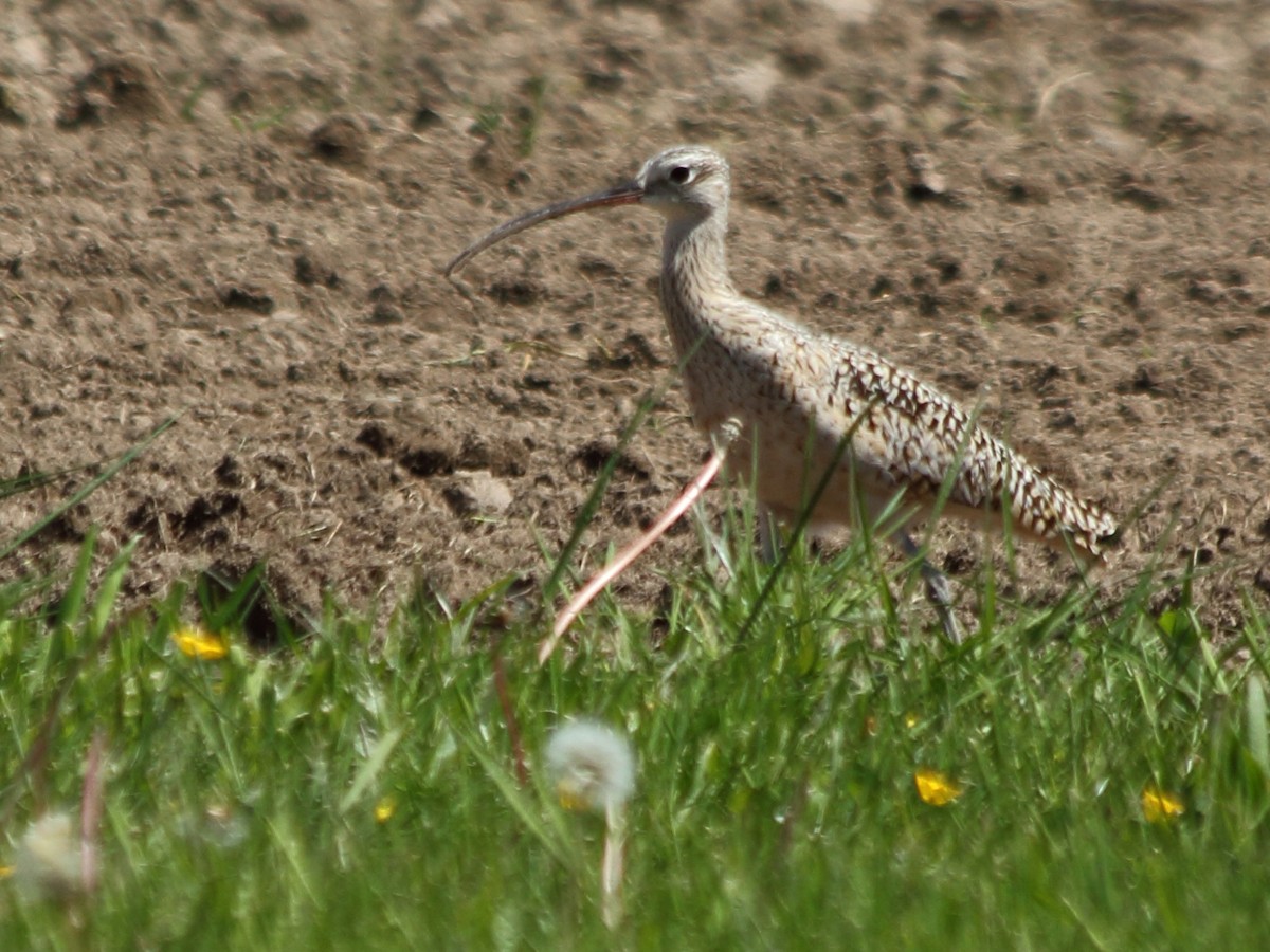 Long-billed Curlew - ML57625961